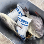 Shipping Cross-Country with Dry Ice Ice Packs: Best Practices for 2025