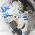 How to Choose the Best Dry Ice Gel Pack for Seafood – 2025 Memandu